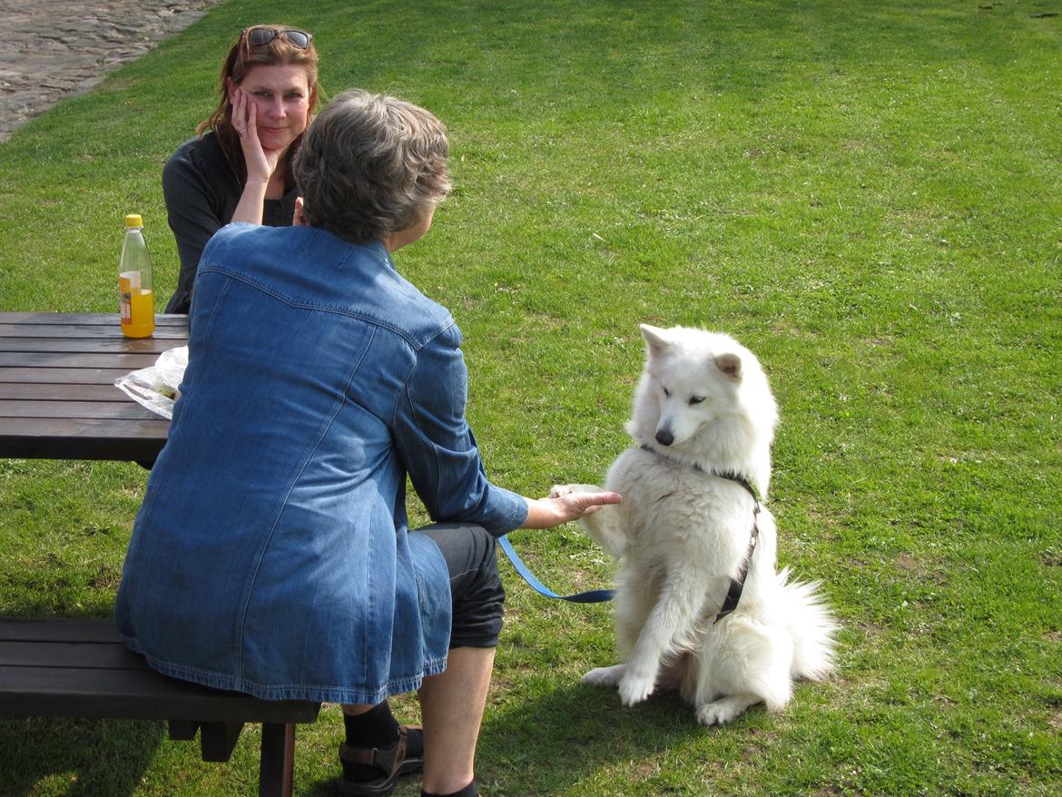 Blanding af racer Ladie (Mussen) billede 10