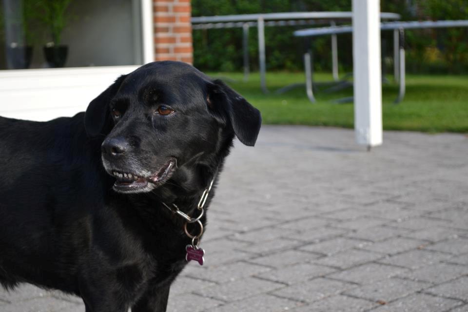 Blanding af racer Tiggie billede 2