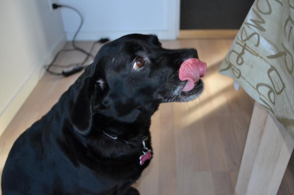 Blanding af racer Tiggie - Mmm billede 1