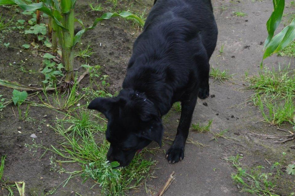 Blanding af racer Tiggie billede 3