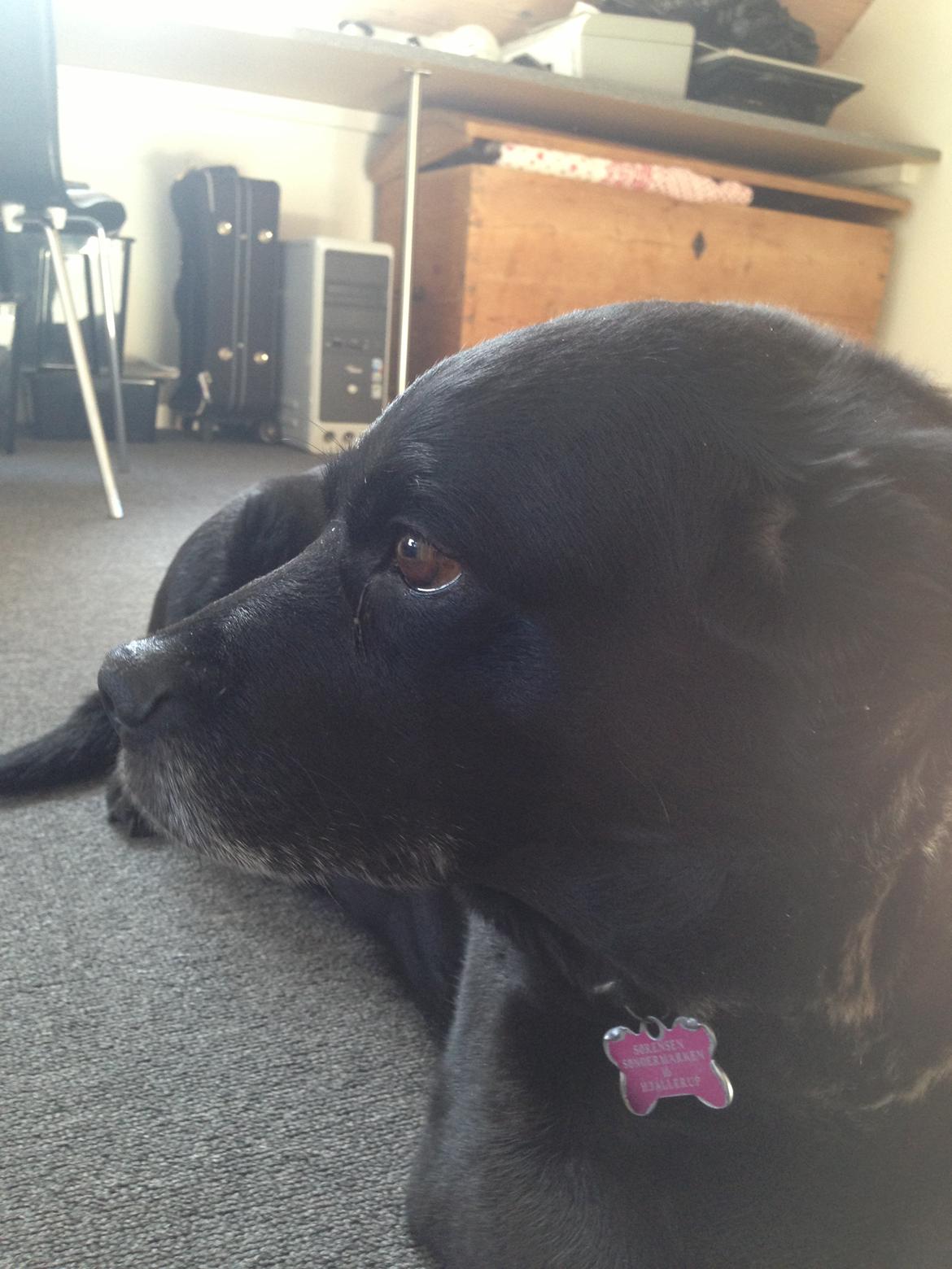 Blanding af racer Tiggie billede 4