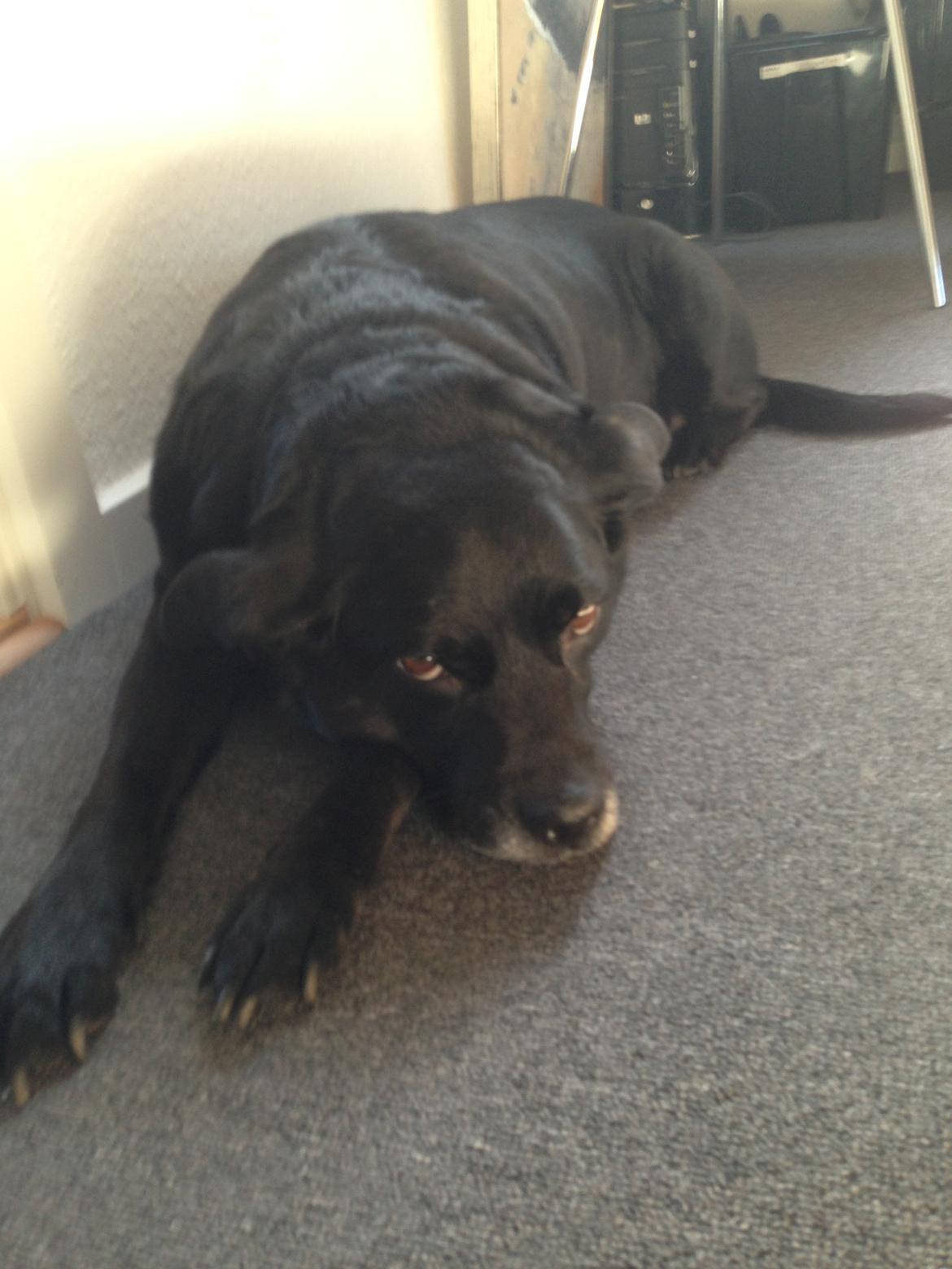 Blanding af racer Tiggie billede 5