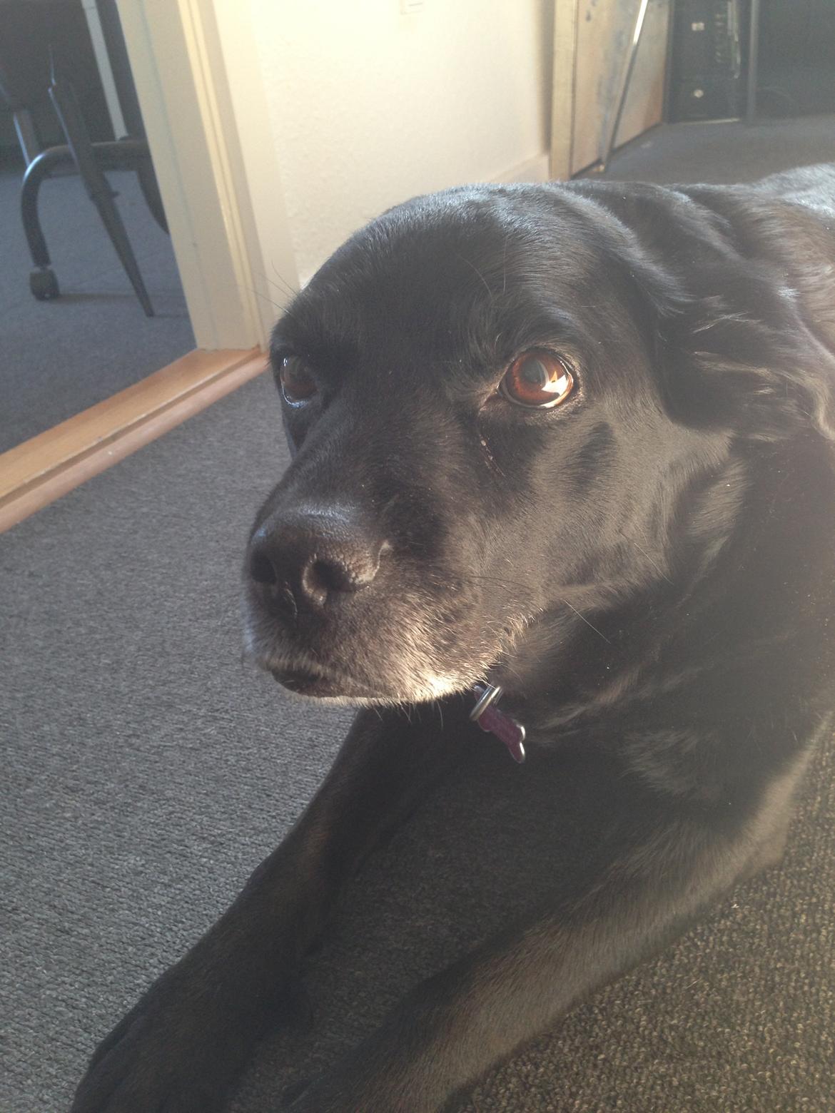 Blanding af racer Tiggie billede 6