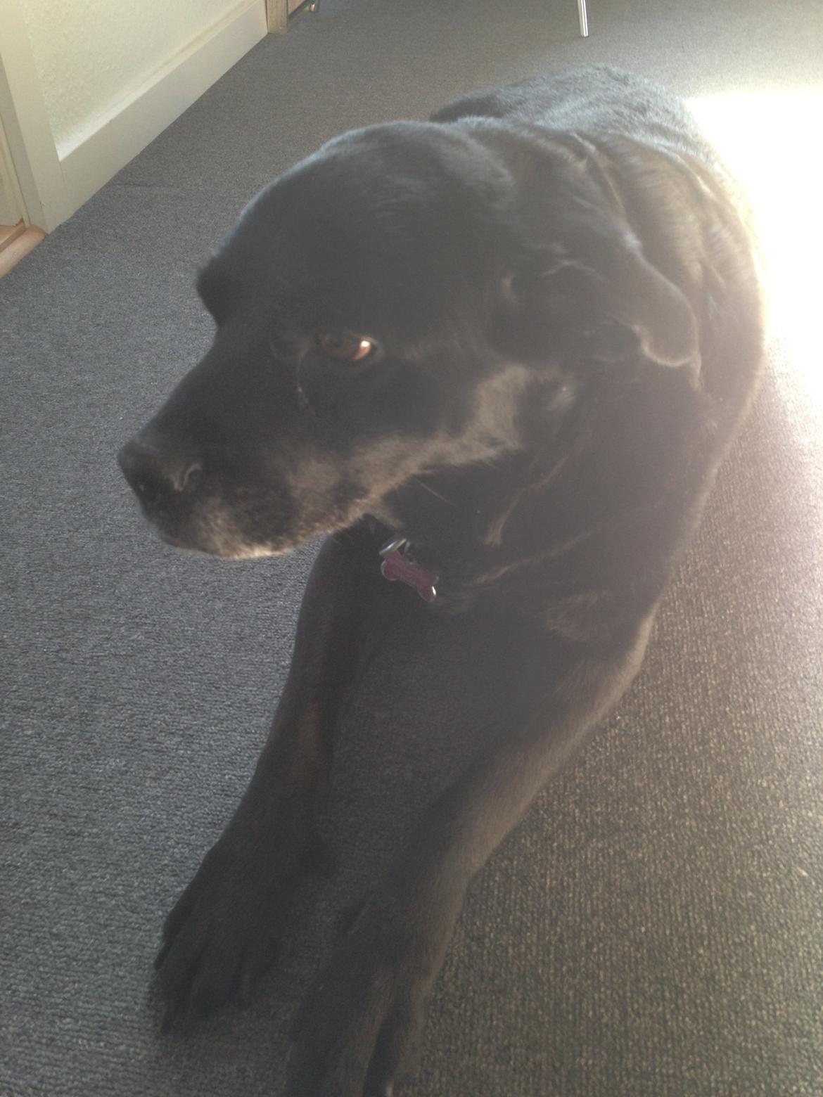 Blanding af racer Tiggie billede 7