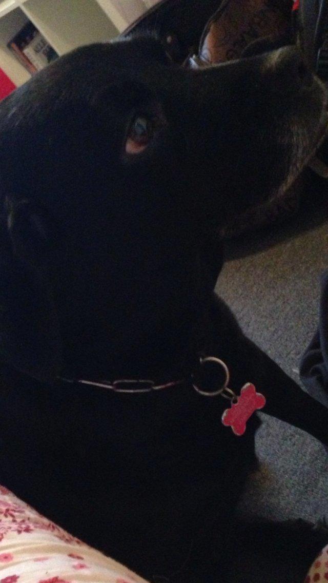 Blanding af racer Tiggie billede 8