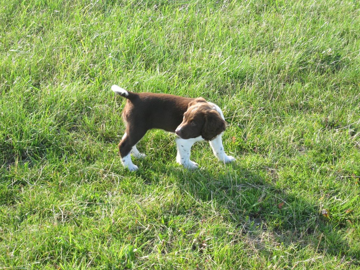 Engelsk springer spaniel Bailey billede 1