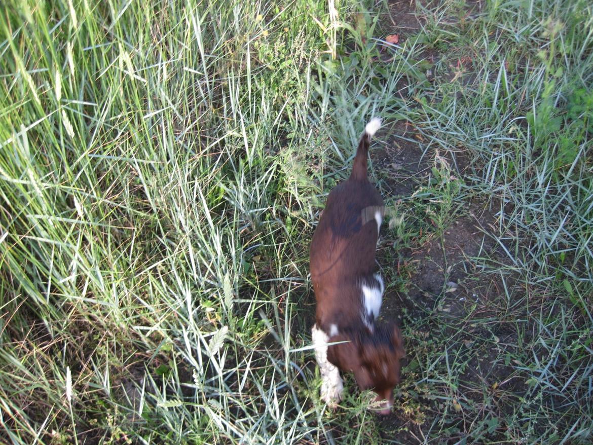 Engelsk springer spaniel Bailey billede 2