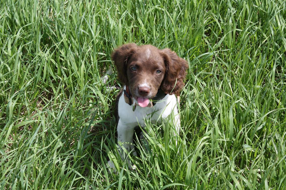 Engelsk springer spaniel Bailey billede 3