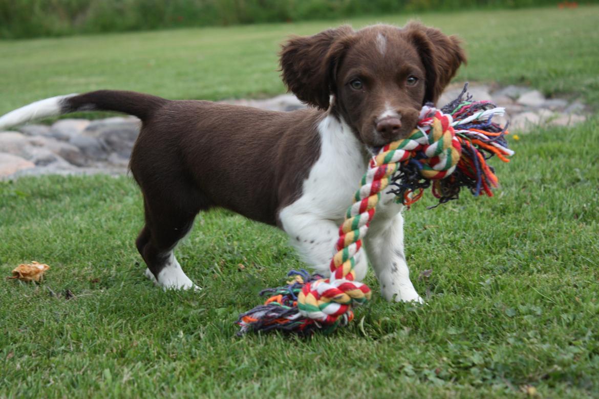 Engelsk springer spaniel Bailey billede 4