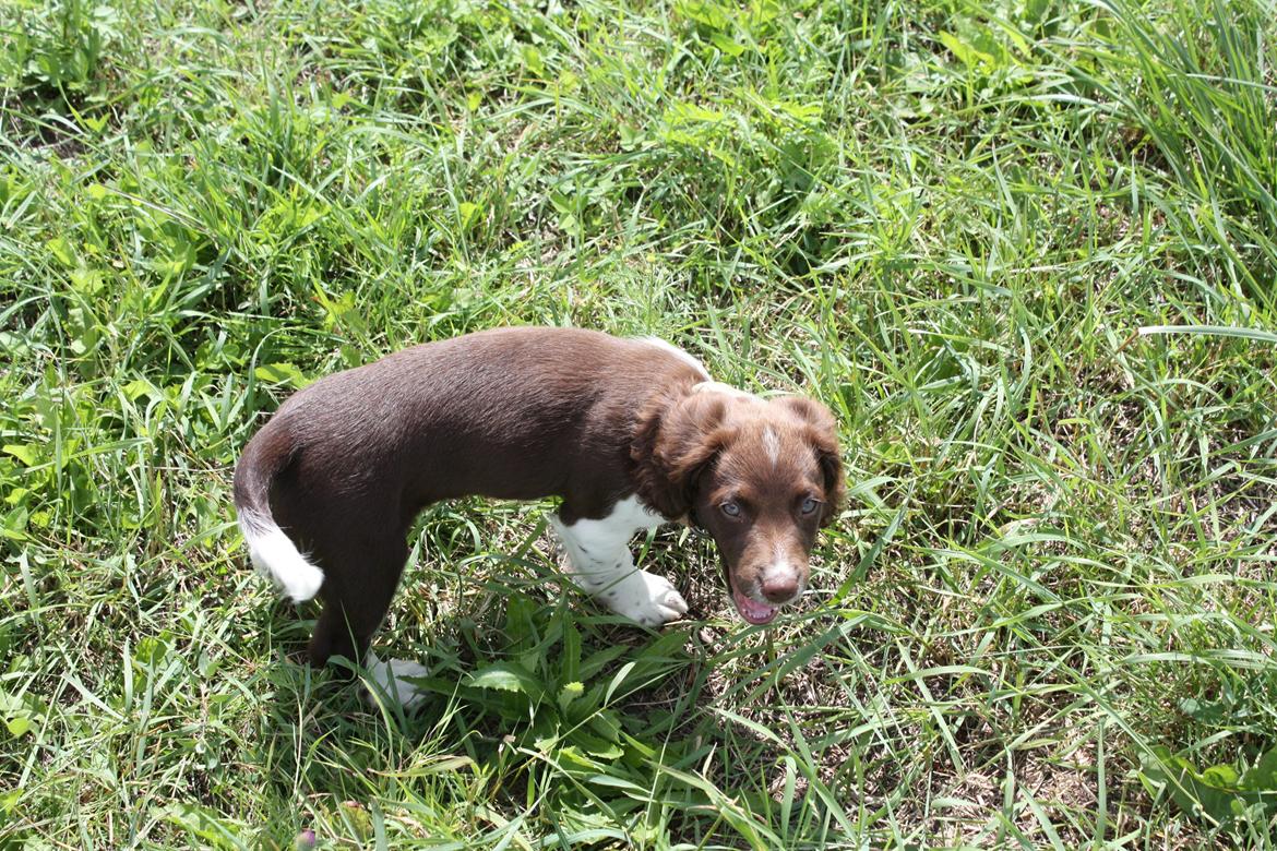 Engelsk springer spaniel Bailey billede 5