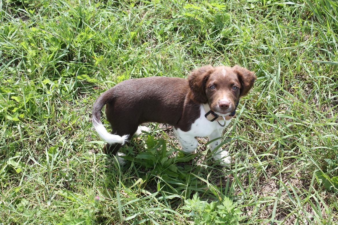 Engelsk springer spaniel Bailey billede 6
