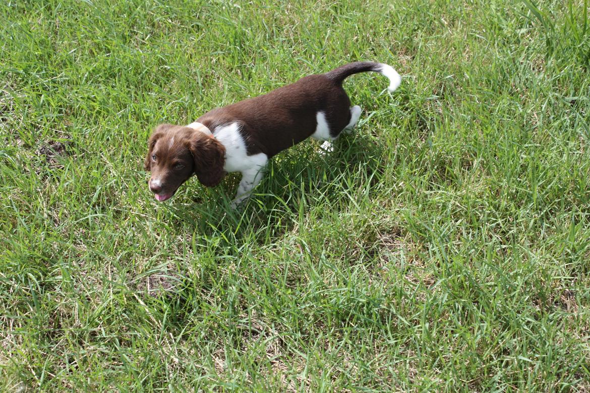 Engelsk springer spaniel Bailey billede 7