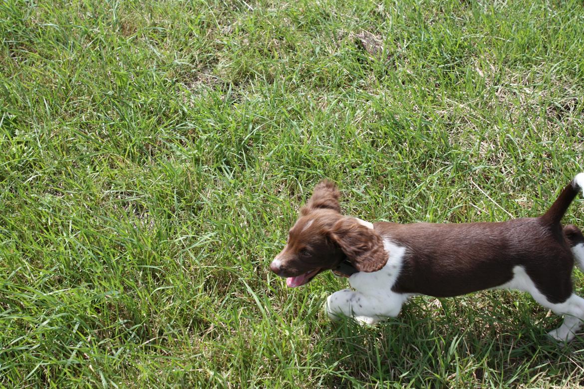 Engelsk springer spaniel Bailey billede 8