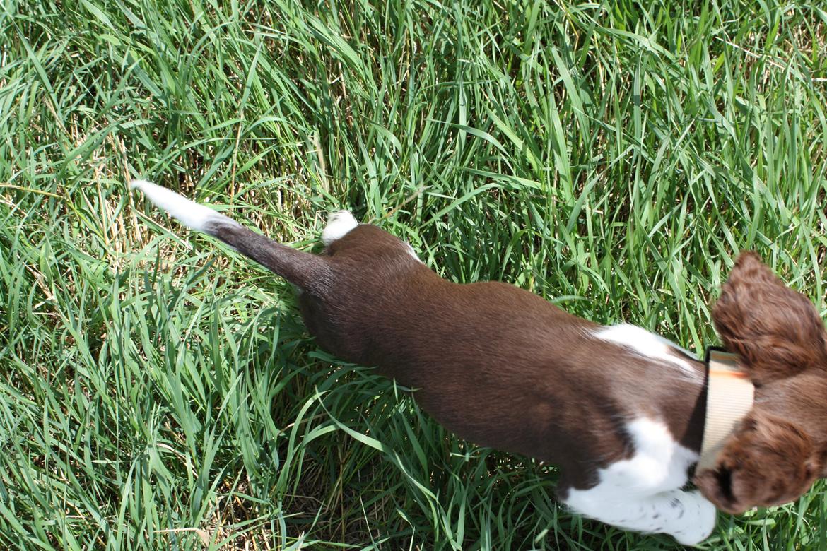 Engelsk springer spaniel Bailey billede 9