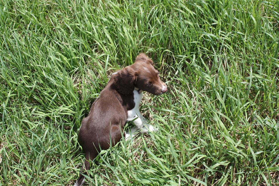 Engelsk springer spaniel Bailey billede 10