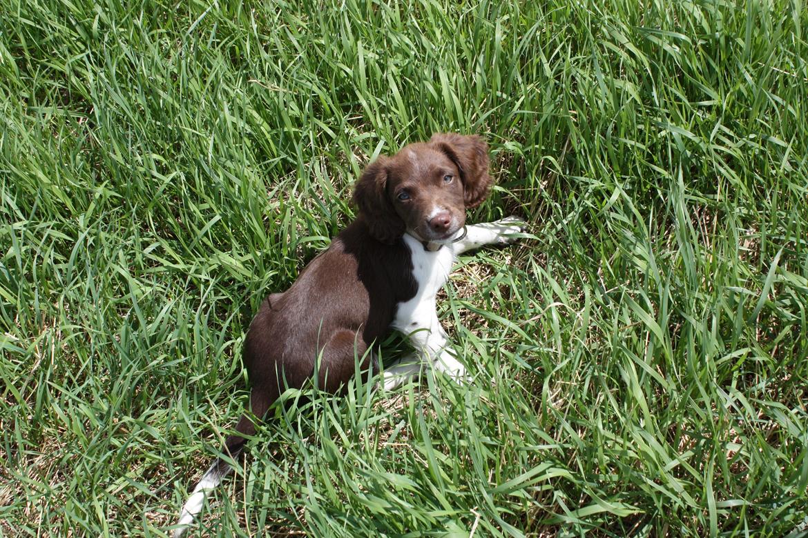 Engelsk springer spaniel Bailey billede 11