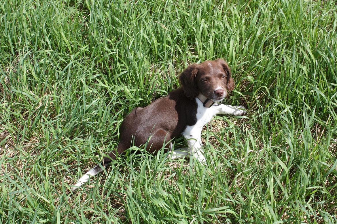 Engelsk springer spaniel Bailey billede 12