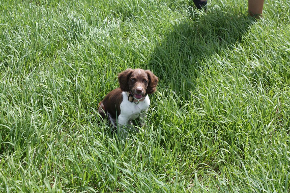 Engelsk springer spaniel Bailey billede 13