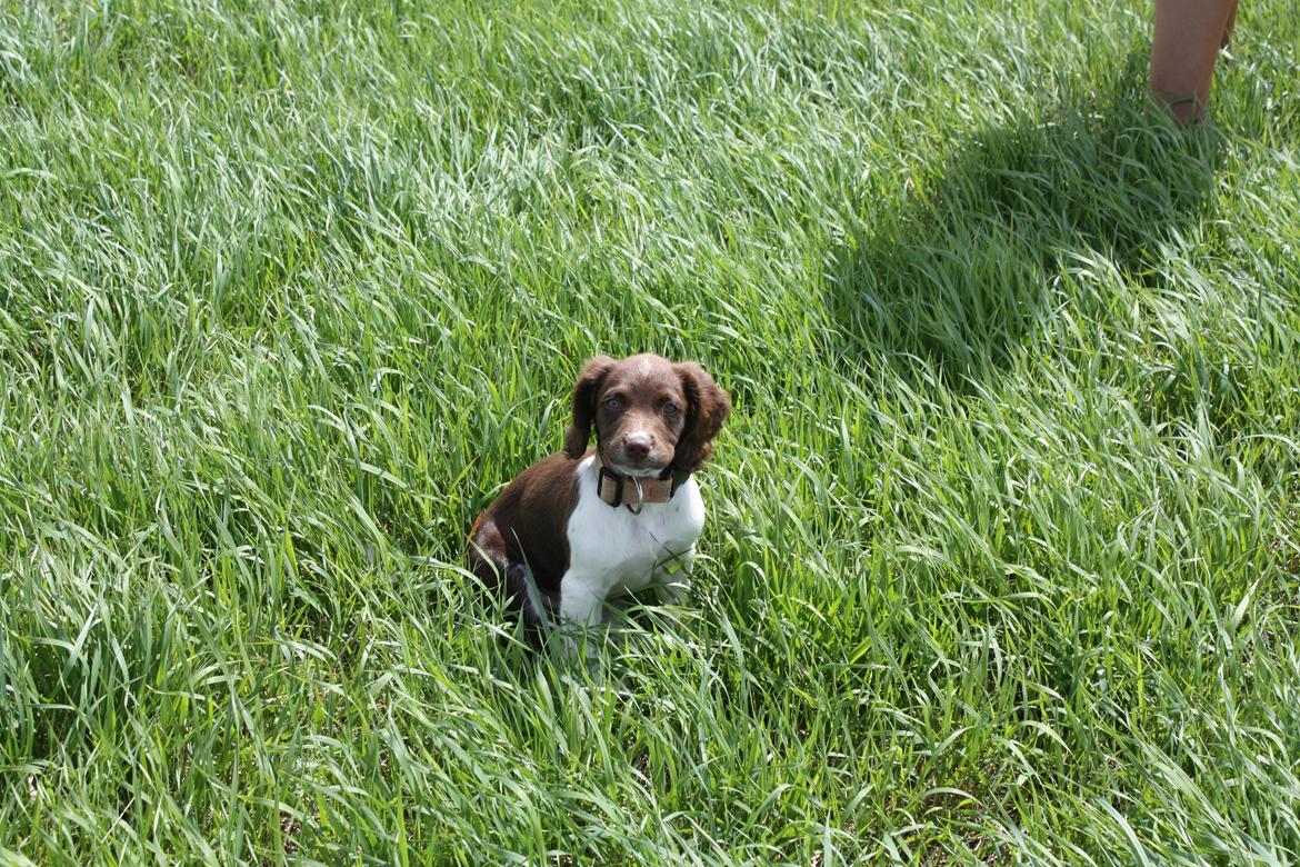 Engelsk springer spaniel Bailey billede 14