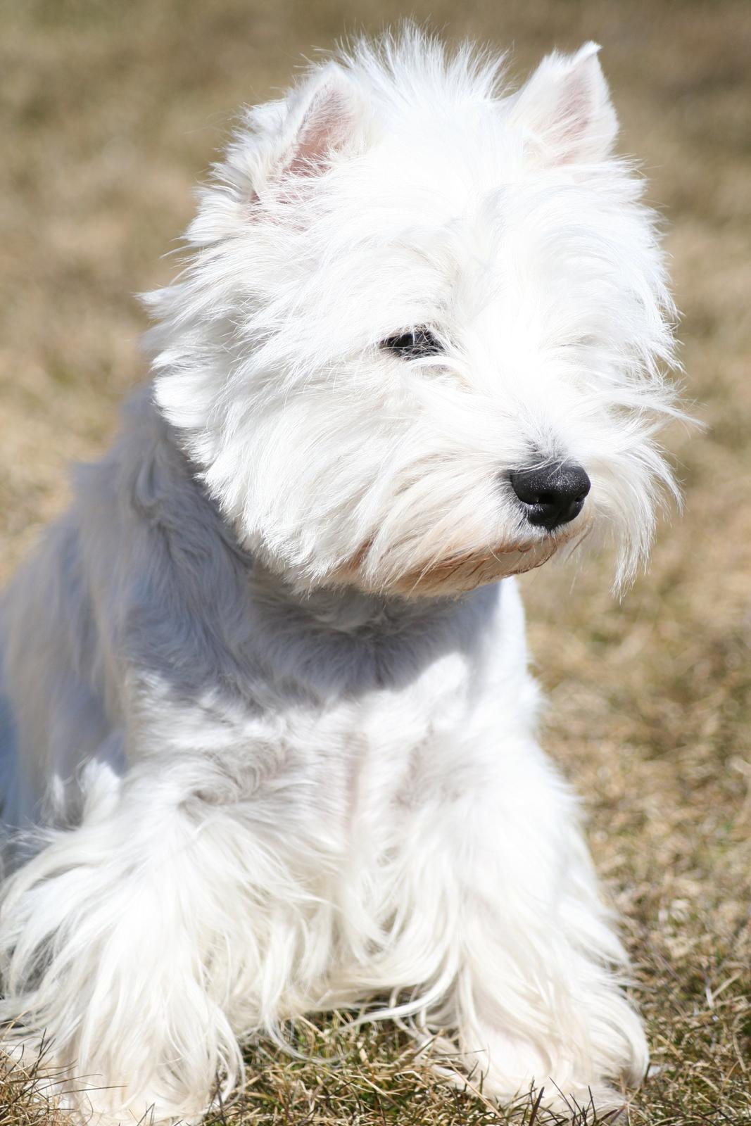 West highland white terrier AND THIS IS ME BRENDA VOM SCHMUTTERTAL billede 28