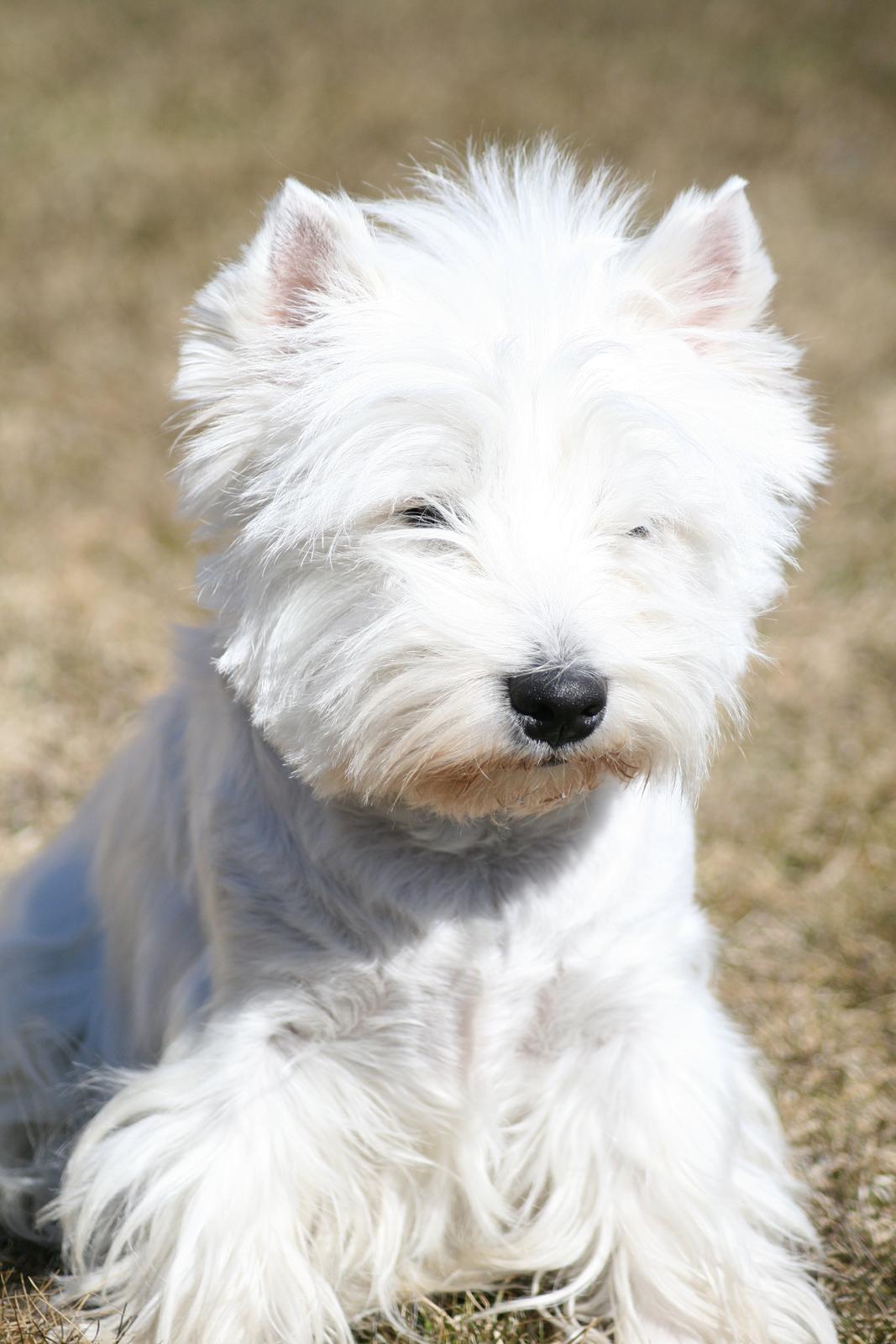 West highland white terrier AND THIS IS ME BRENDA VOM SCHMUTTERTAL billede 29