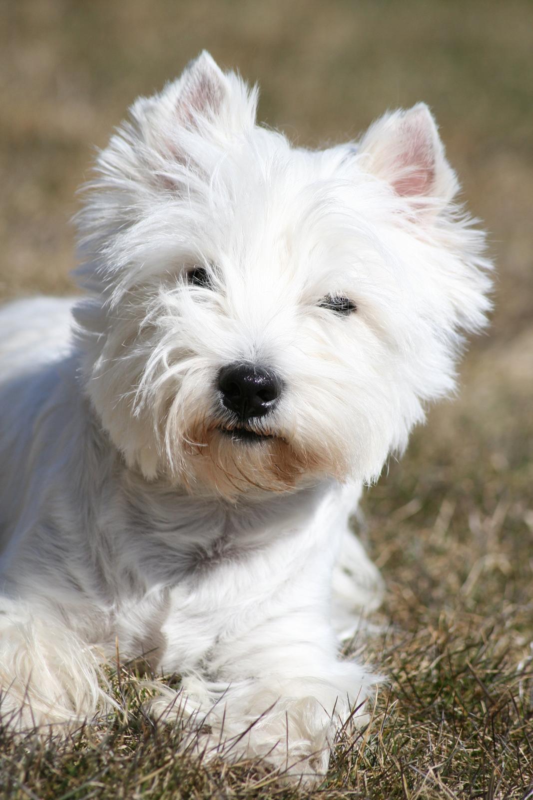 West highland white terrier AND THIS IS ME BRENDA VOM SCHMUTTERTAL billede 30