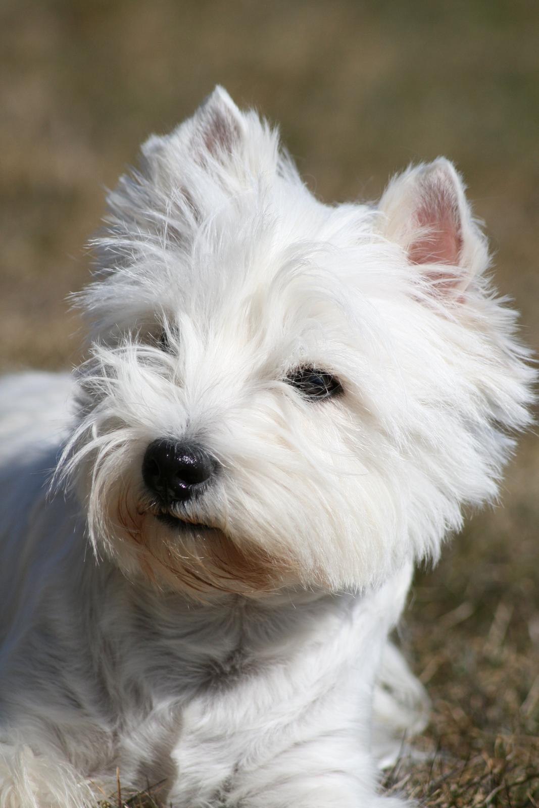 West highland white terrier AND THIS IS ME BRENDA VOM SCHMUTTERTAL billede 31