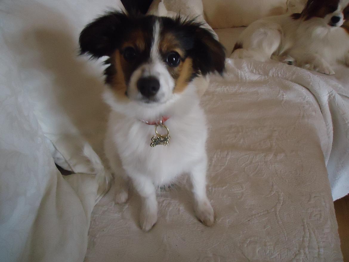 Papillon Alberte Demanture my dream. - Ser jeg ikke sød ud ;-) kun 3 1/2 måned gammel billede 15