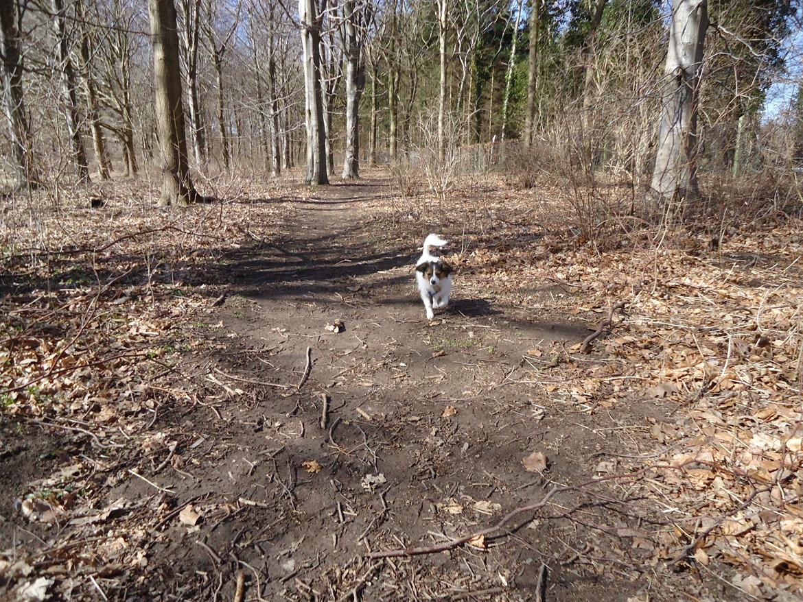 Papillon Alberte Demanture my dream. billede 28