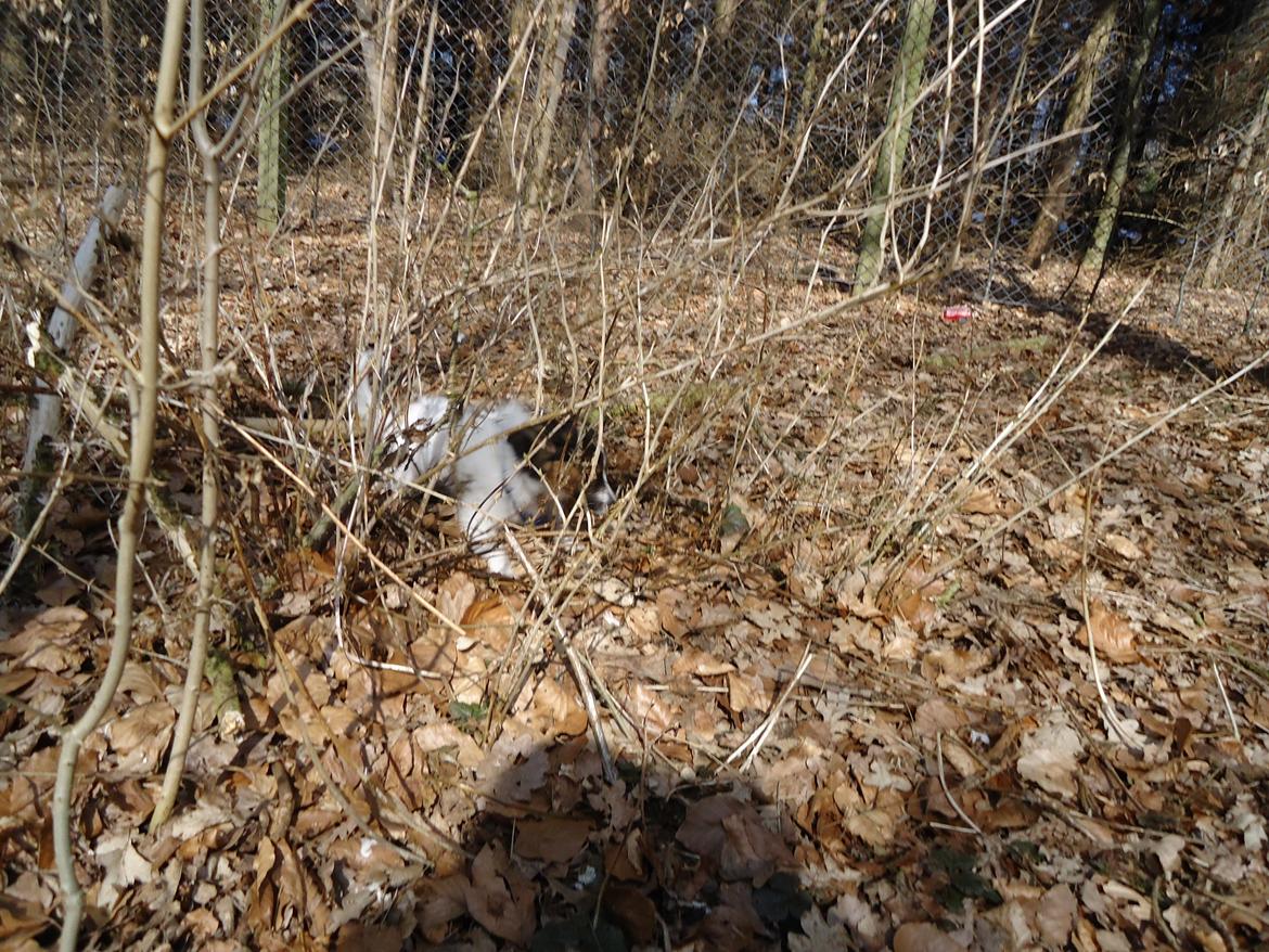 Papillon Alberte Demanture my dream. - HJÆLP der er alt for mange grene til lille mig....
og dog... billede 29