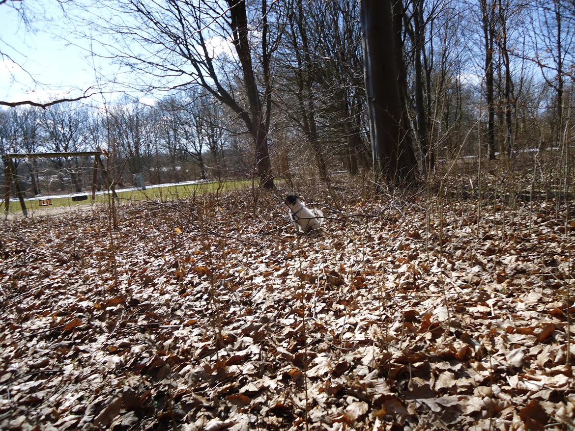 Papillon Alberte Demanture my dream. - Er god til at gå uden snor.... billede 26