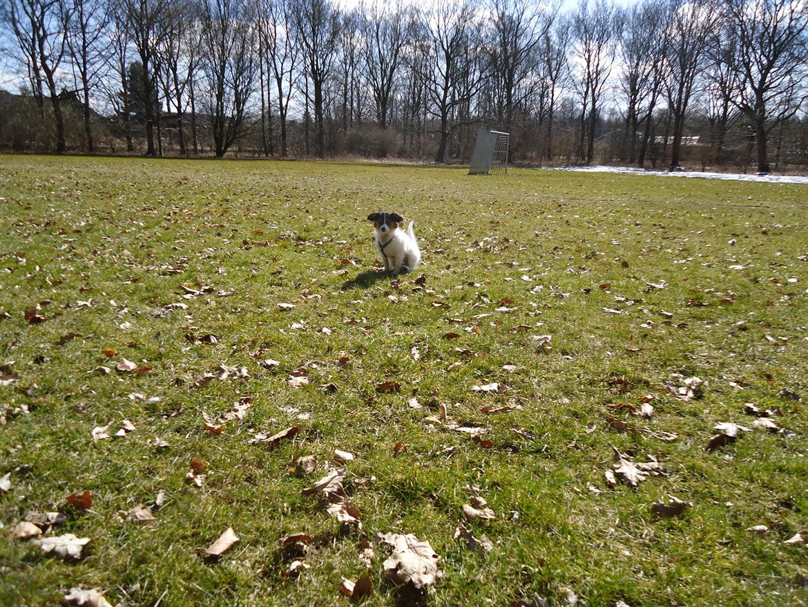 Papillon Alberte Demanture my dream. - Soffy elsker at gå tur :-) billede 25