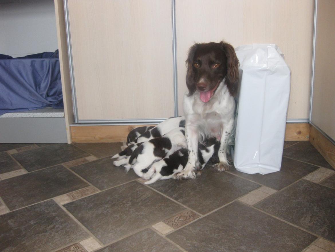 Engelsk springer spaniel Bailey - Det er Bailey den store. :)

Og hendes dejlige hvalpe.
 billede 15