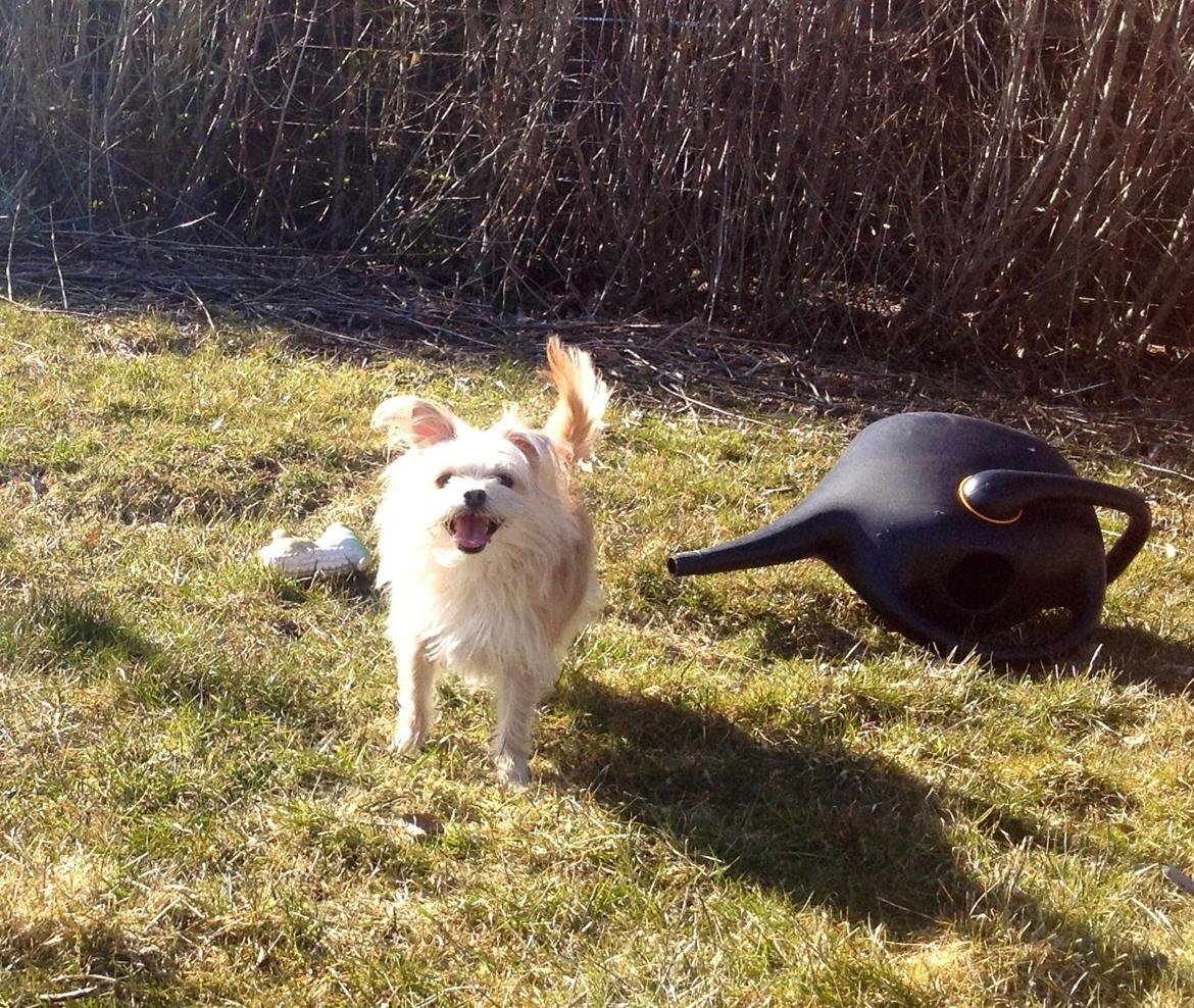 Blanding af racer sussi billede 10