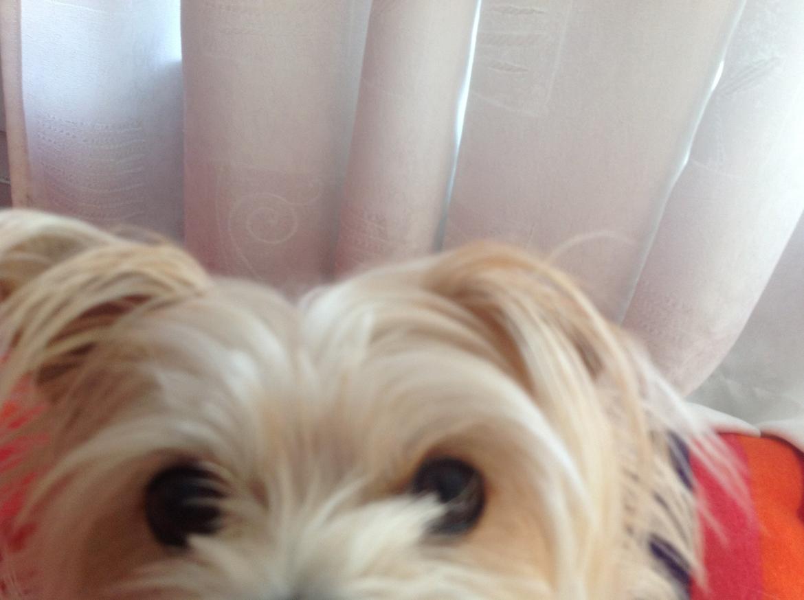 Blanding af racer sussi billede 11