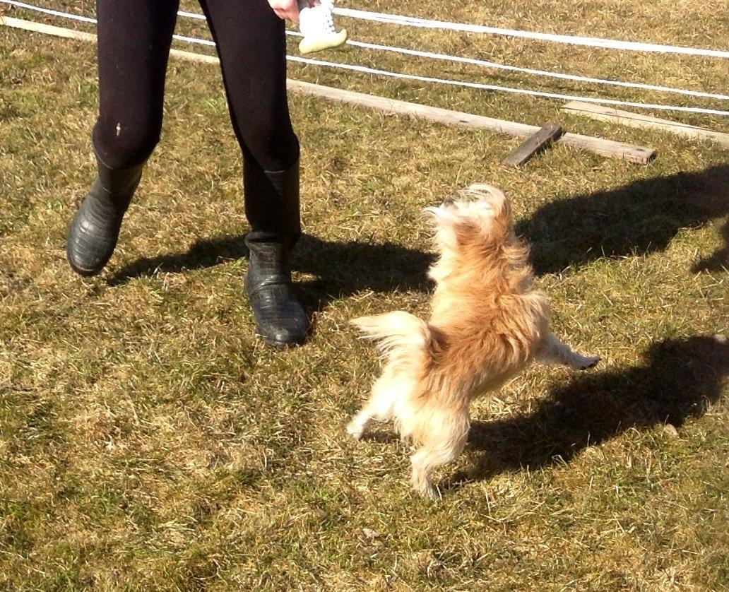 Blanding af racer sussi billede 13