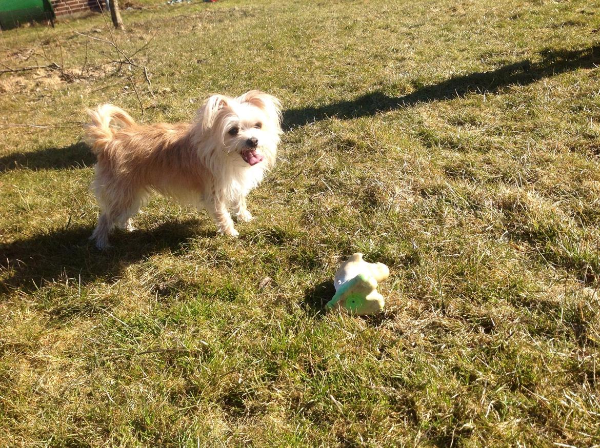 Blanding af racer sussi billede 14