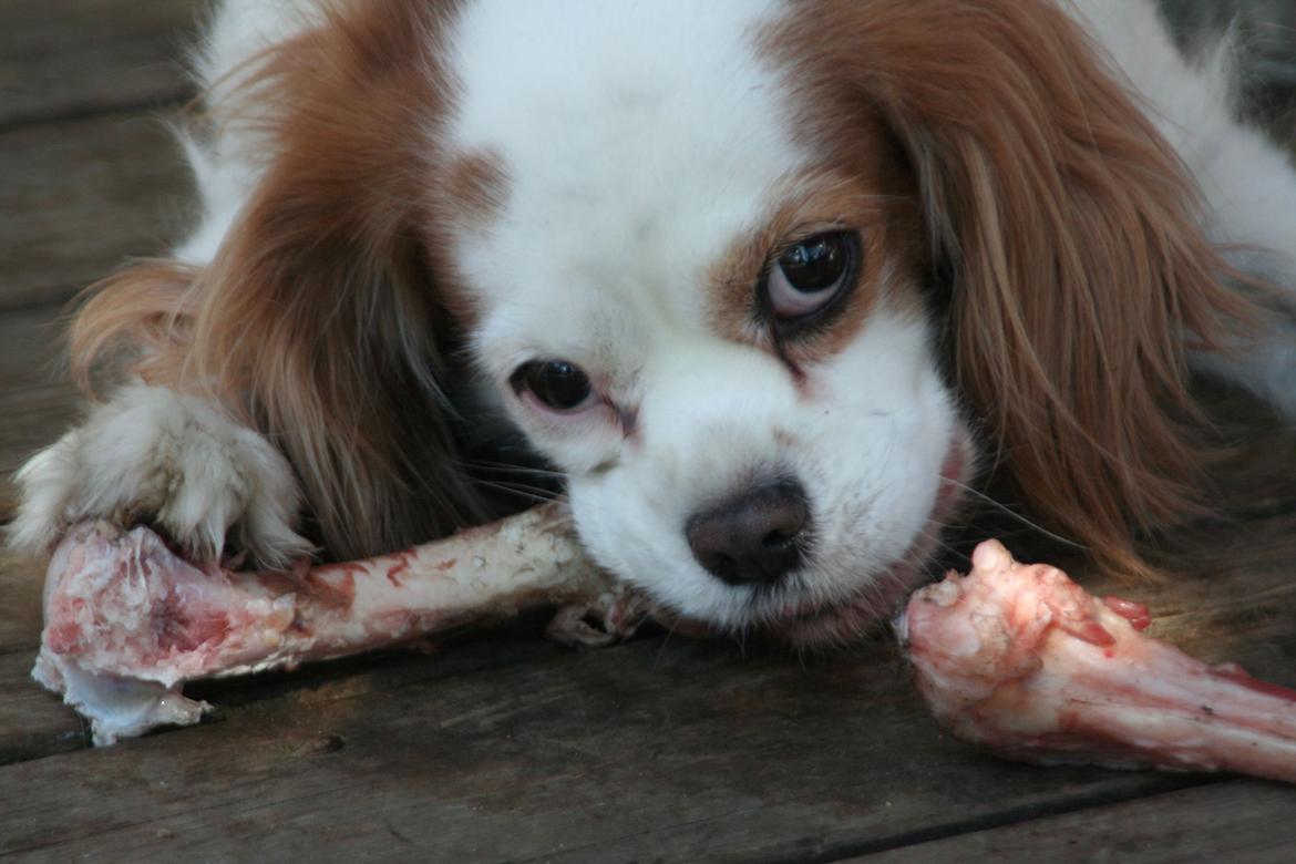 Cavalier king charles spaniel Pipi - Pipi nyder lige årets første ben udenfor... billede 1