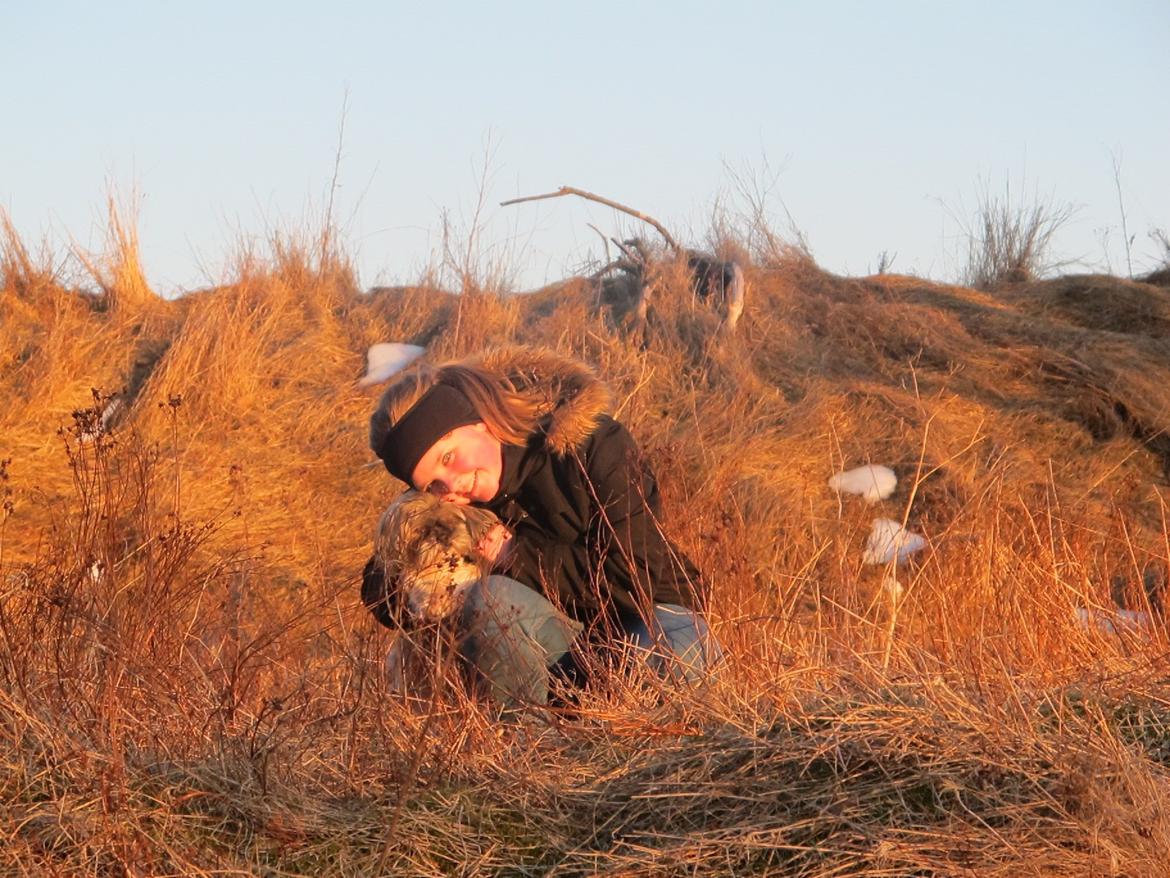 Lhasa apso Josephine ¤TYKKE¤ billede 1