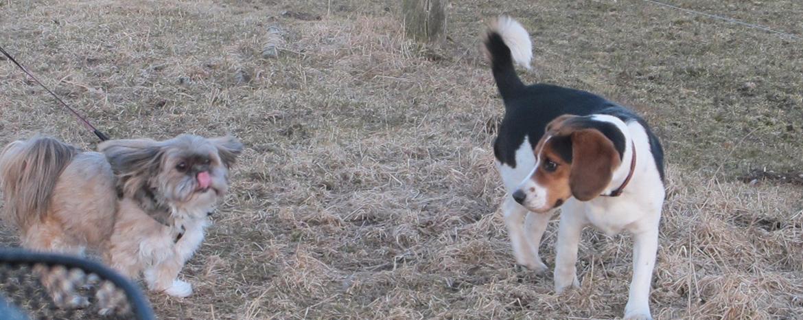 Lhasa apso Josephine ¤TYKKE¤ billede 2