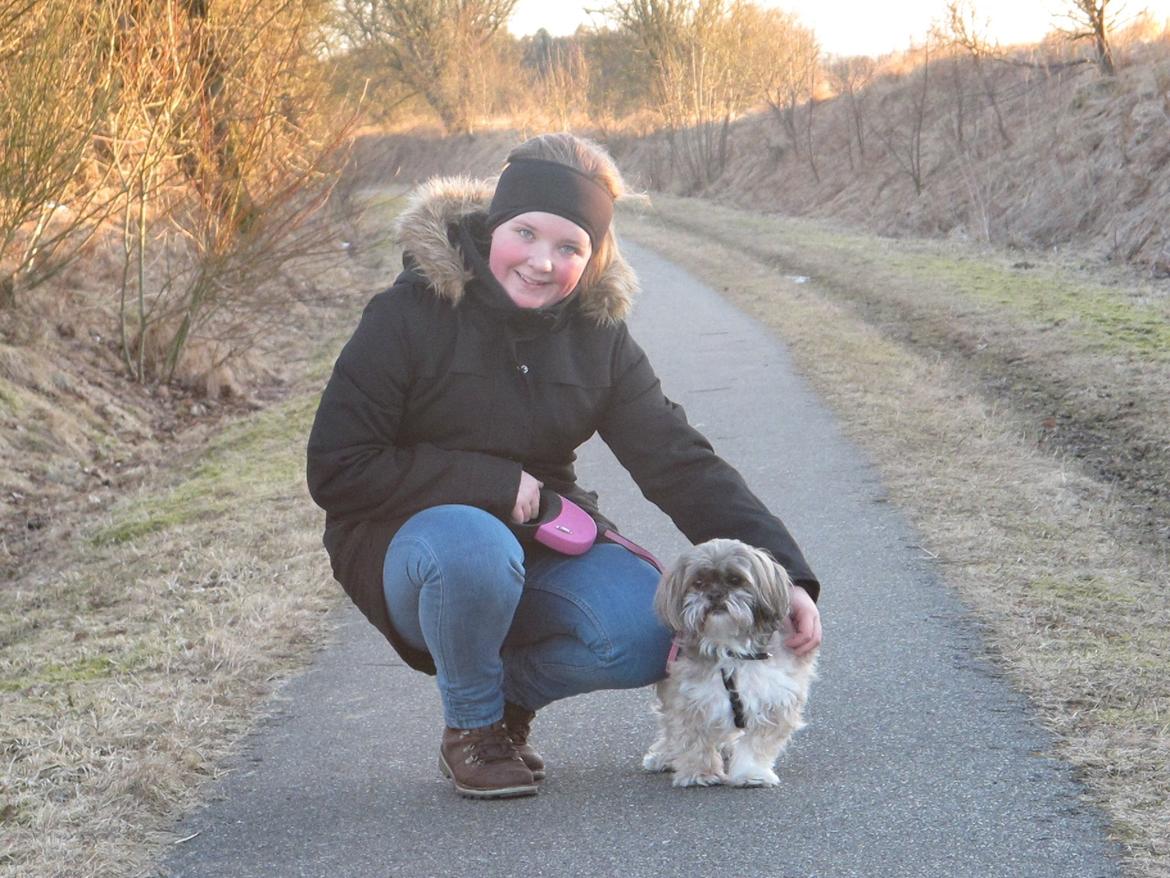 Lhasa apso Josephine ¤TYKKE¤ billede 13