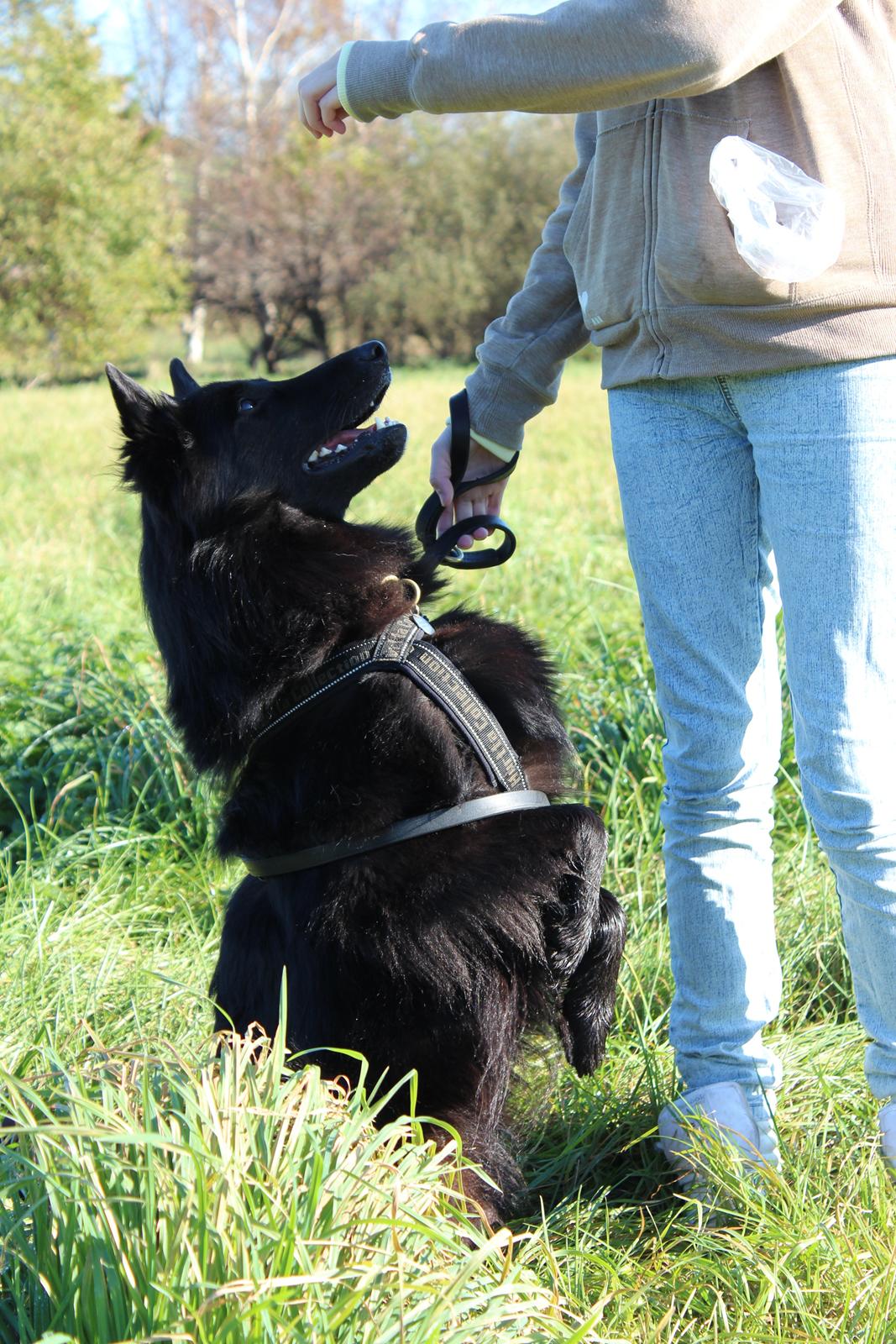 Groenendael Coeur-Ami Pepsi Blue billede 3