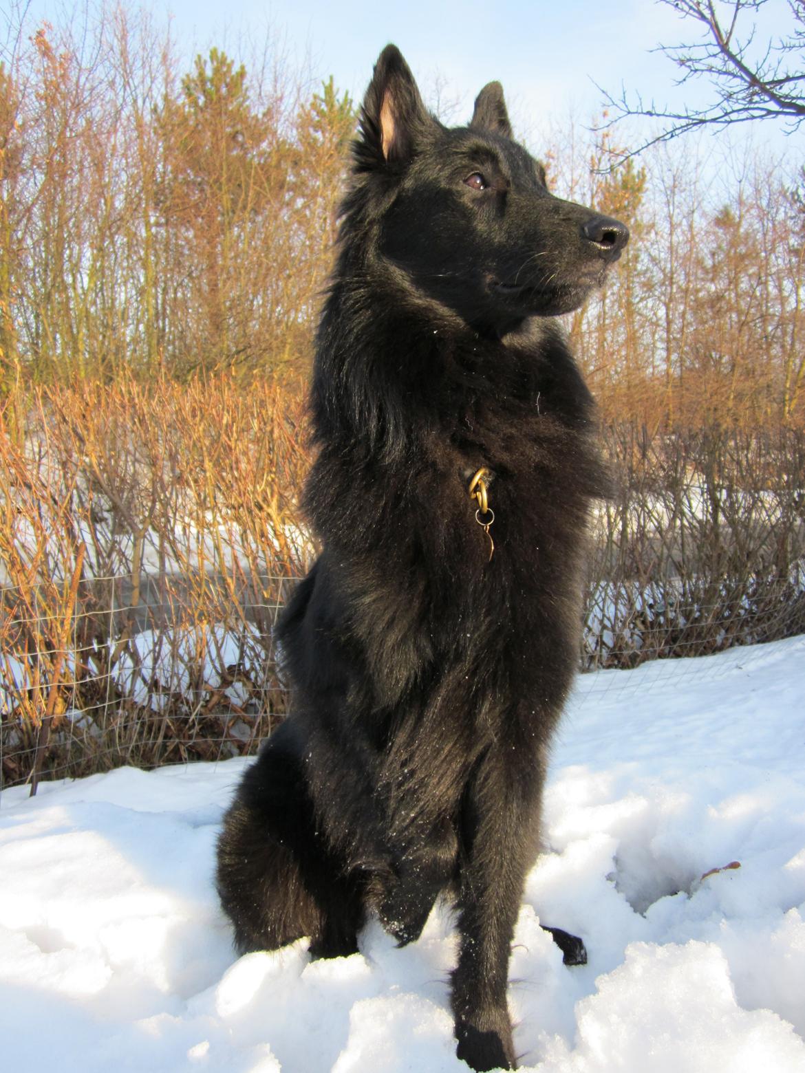 Groenendael Coeur-Ami Pepsi Blue billede 4