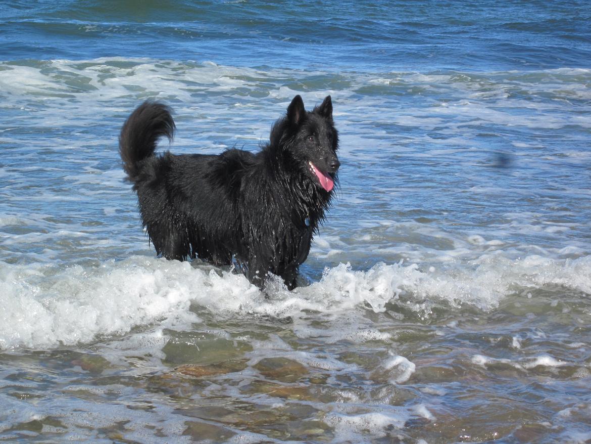 Groenendael Coeur-Ami Pepsi Blue billede 7