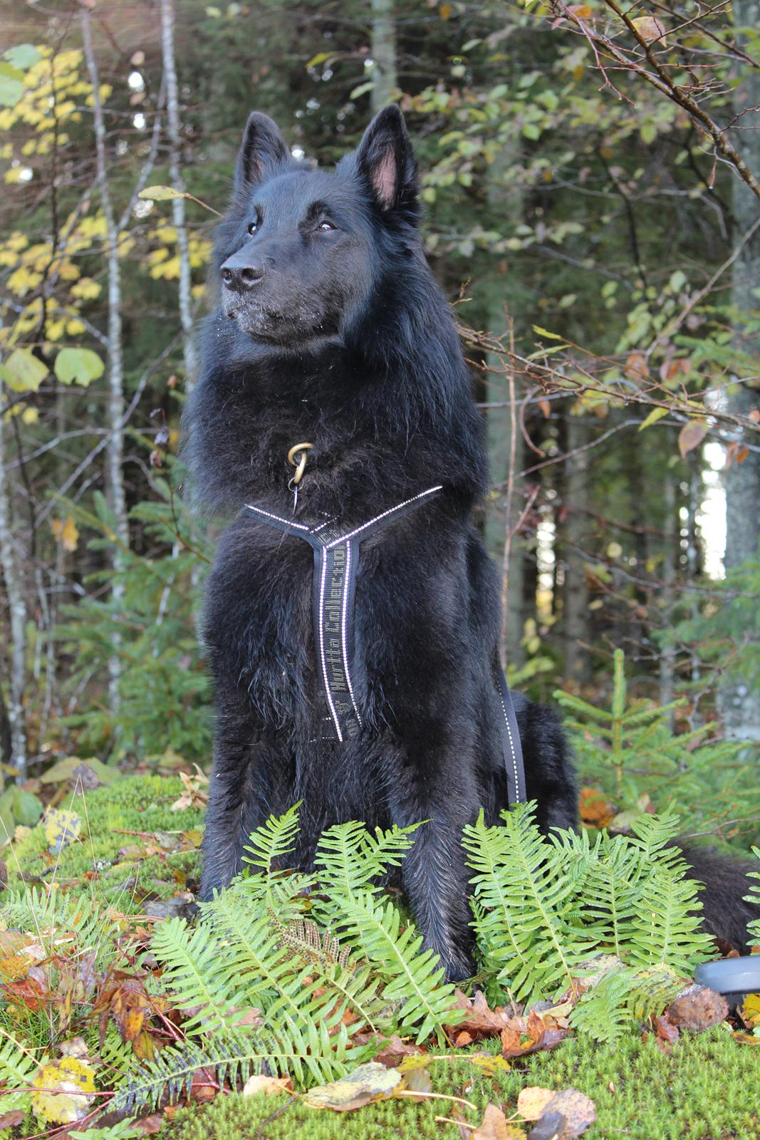 Groenendael Coeur-Ami Pepsi Blue billede 8