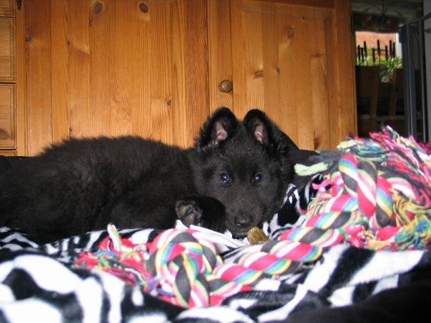 Groenendael Coeur-Ami Pepsi Blue billede 10