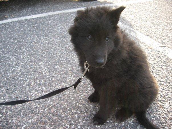 Groenendael Coeur-Ami Pepsi Blue billede 12