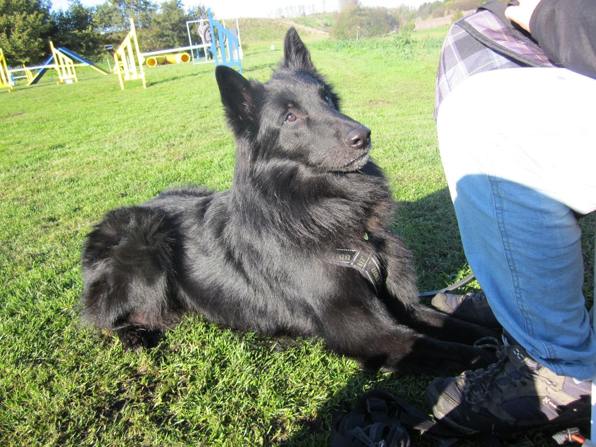 Groenendael Coeur-Ami Pepsi Blue billede 9