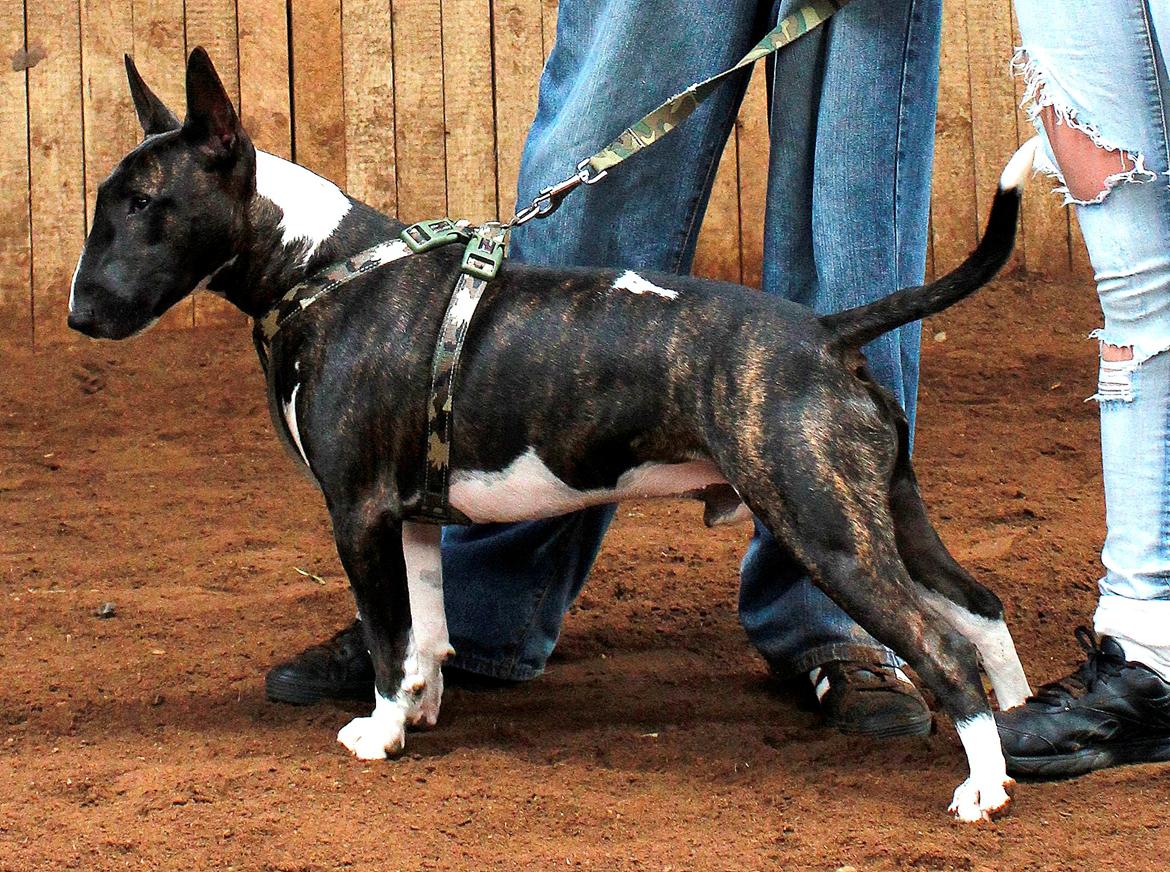 Bullterrier Koko billede 2