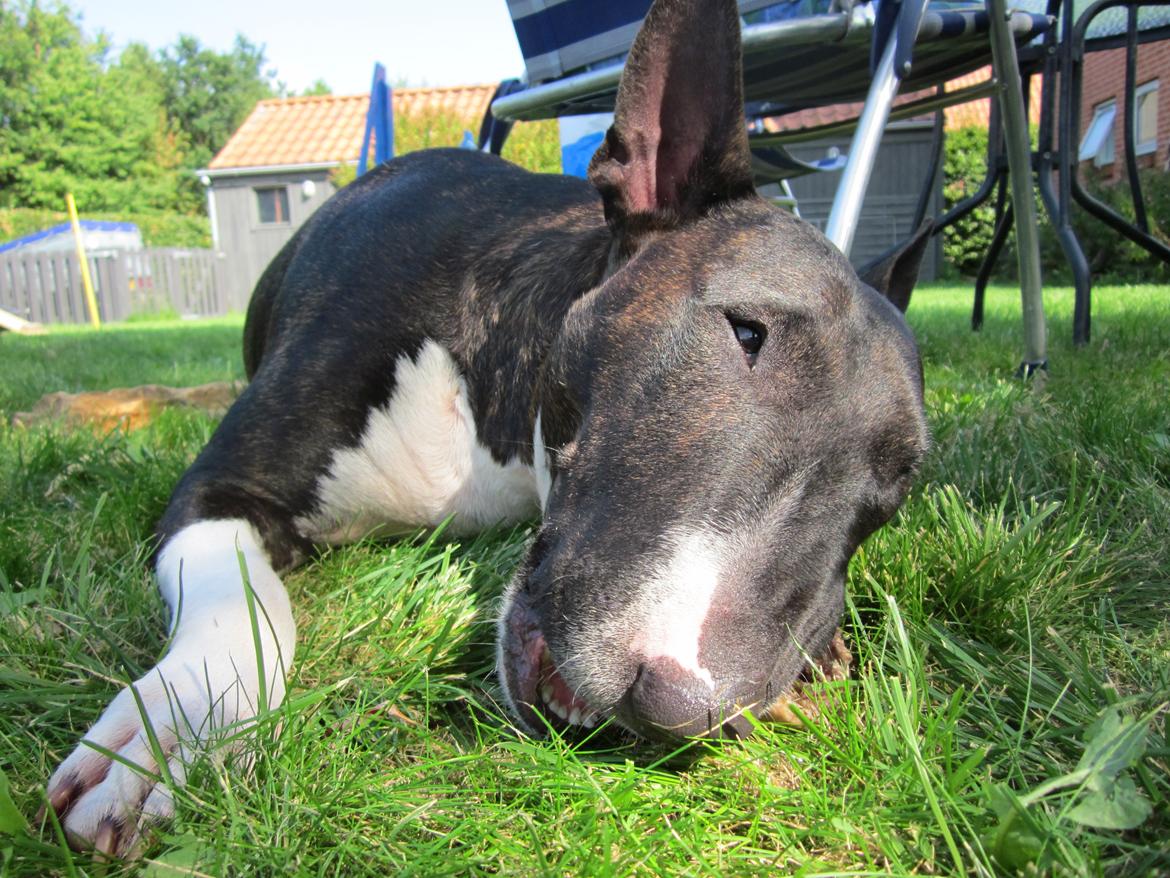 Bullterrier Koko billede 3